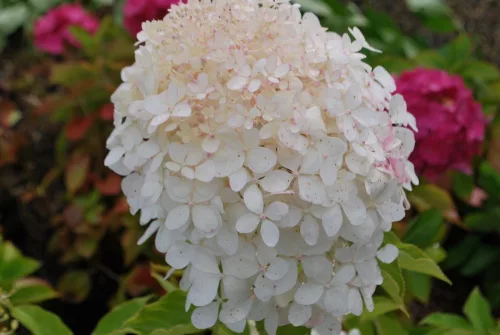 Bugás hortenzia - "Phantom" - Hydrangea Paniculata