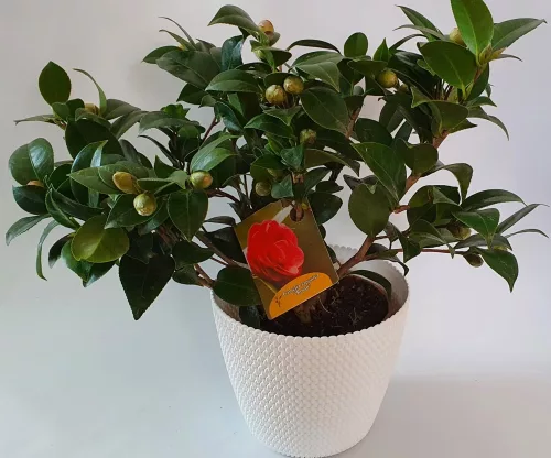 Japán Kamélia " Camellia Japonica"