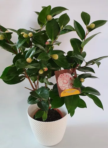 Japán Kamélia " Camellia Japonica"