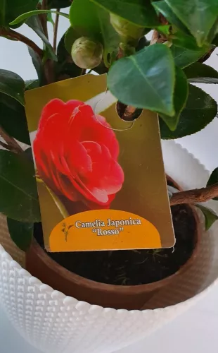 Japán Kamélia " Camellia Japonica"