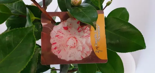 Japán Kamélia " Camellia Japonica"