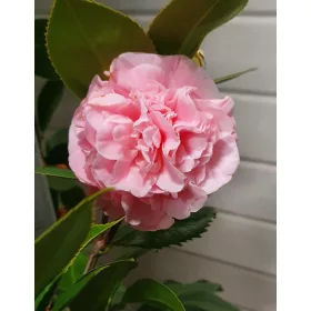   Törzses Japán Kamélia "Camelia Japonica" 110-130 cm