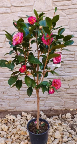 Törzses Japán Kamélia "Camelia Japonica" 110-130 cm