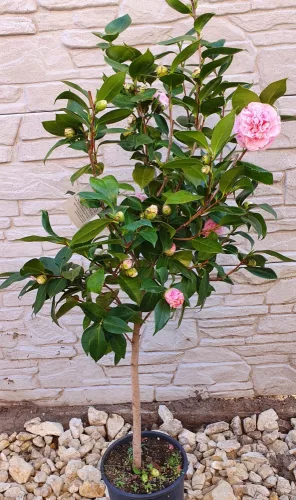 Törzses Japán Kamélia "Camelia Japonica" 110-130 cm