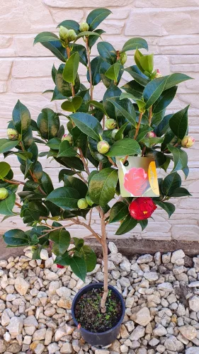 Törzses Japán Kamélia "Camelia Japonica" 110-130 cm