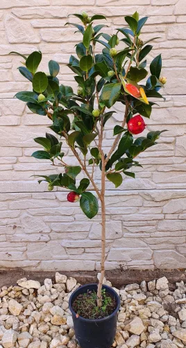Törzses Japán Kamélia "Camelia Japonica" 110-130 cm