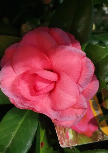 Törzses Japán Kamélia "Camelia Japonica" 110-130 cm