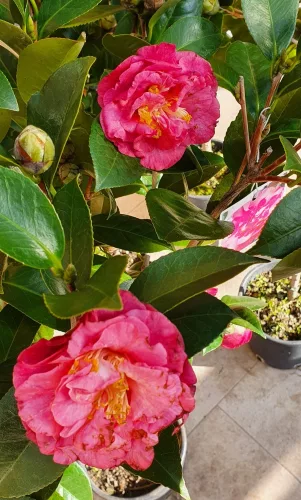 Törzses Japán Kamélia "Camelia Japonica" 110-130 cm