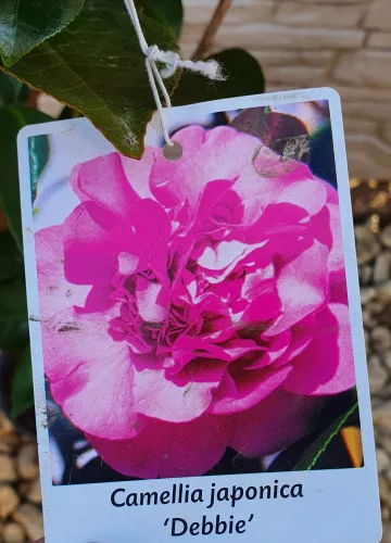Törzses Japán Kamélia "Camelia Japonica" 110-130 cm