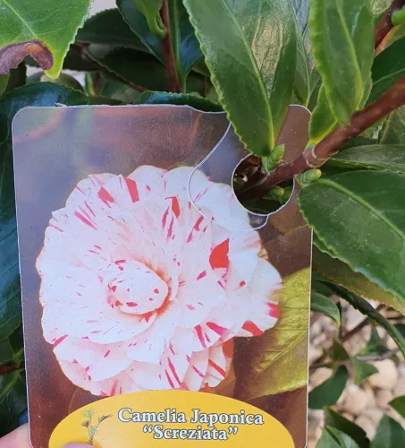 Törzses Japán Kamélia "Camelia Japonica" 110-130 cm