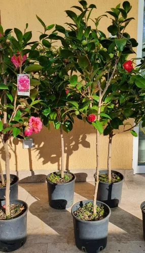 Törzses Japán Kamélia "Camelia Japonica" 110-130 cm