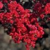 Bordó levelű Kínai selyemmírtusz - Lagerstroemia indica "Hot Red"