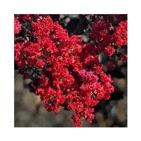   Bordó levelű Kínai selyemmírtusz - Lagerstroemia indica "Hot Red"