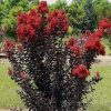 Bordó levelű Kínai selyemmírtusz - Lagerstroemia indica "Hot Red"