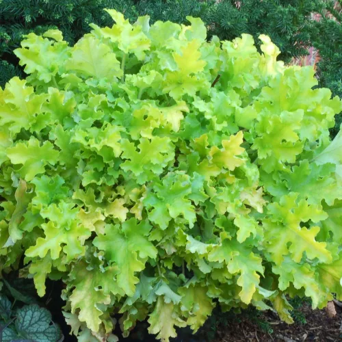 Tűzeső - Heuchera "' Lime Marmalade"