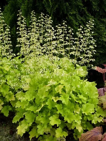 Tűzeső - Heuchera "' Lime Marmalade"