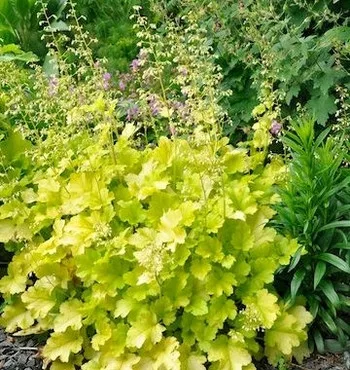 Tűzeső - Heuchera "' Lime Marmalade"