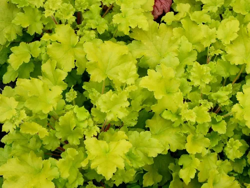 Tűzeső - Heuchera "' Lime Marmalade"