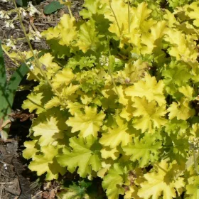 Tűzeső - Heuchera "