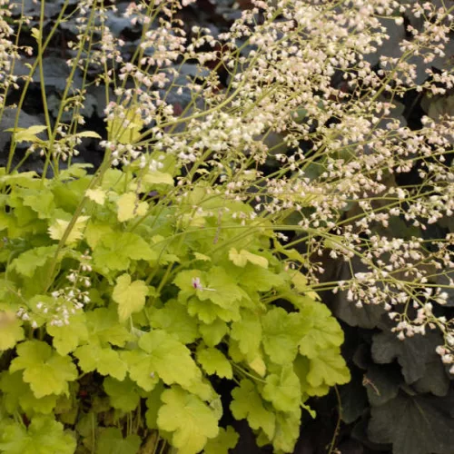 Tűzeső - Heuchera "