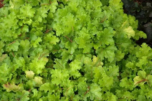 Tűzeső - Heuchera "