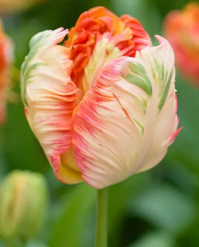 Egzotikus tulipán  - Tulip " Parrot King"