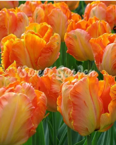 Egzotikus tulipán  - Tulip " Parrot King"