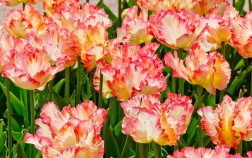 Egzotikus tulipán  - Tulip " Parrot King"