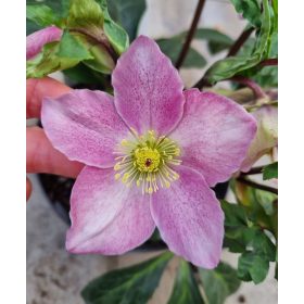 Hunyor - Helleborus orientalis - Cecilia