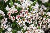 Viaszvirág / Wax virág - Chamelaucium Uncinatum
