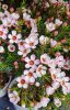 Viaszvirág / Wax virág - Chamelaucium Uncinatum