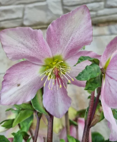 Hunyor - Helleborus orientalis - Cecilia