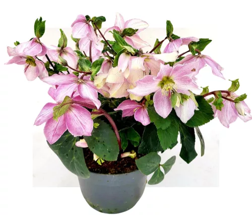 Hunyor - Helleborus orientalis - Cecilia