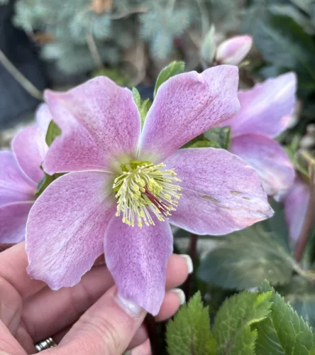 Hunyor - Helleborus orientalis - Cecilia