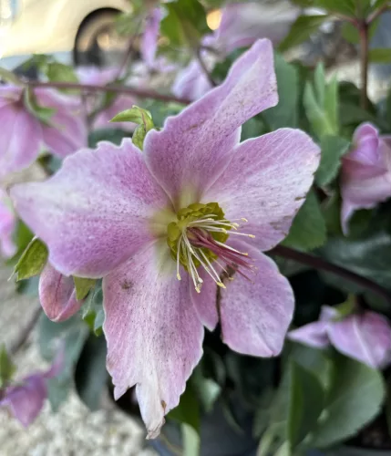 Hunyor - Helleborus orientalis - Cecilia