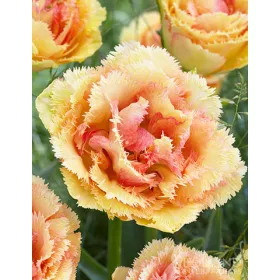Rojtos szírmú tulipán - Tulip "Vaya Con Dios"