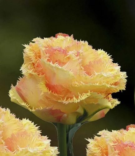 Rojtos szírmú tulipán - Tulip "Vaya Con Dios"