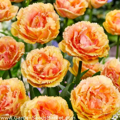 Rojtos szírmú tulipán - Tulip "Vaya Con Dios"