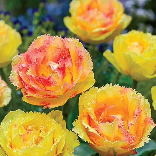 Rojtos szírmú tulipán - Tulip "Vaya Con Dios"