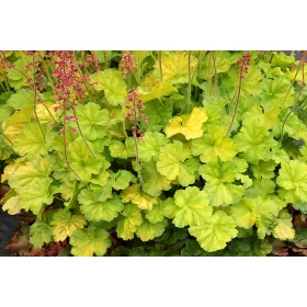 Tűzeső - Heuchera " Northern Exposure Lime "