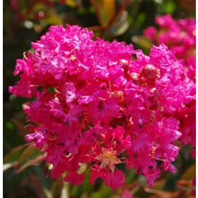   Kínai selyemmírtusz - Lagerstroemia indica "Bery Dazle"