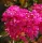 Kínai selyemmírtusz - Lagerstroemia indica "Bery Dazle"