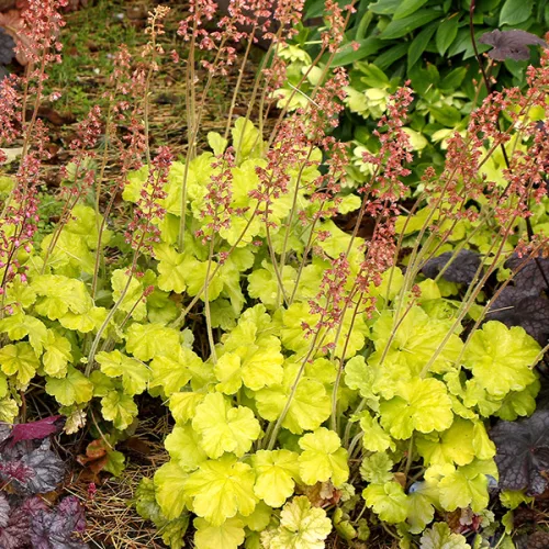 Tűzeső - Heuchera " Northern Exposure Lime "