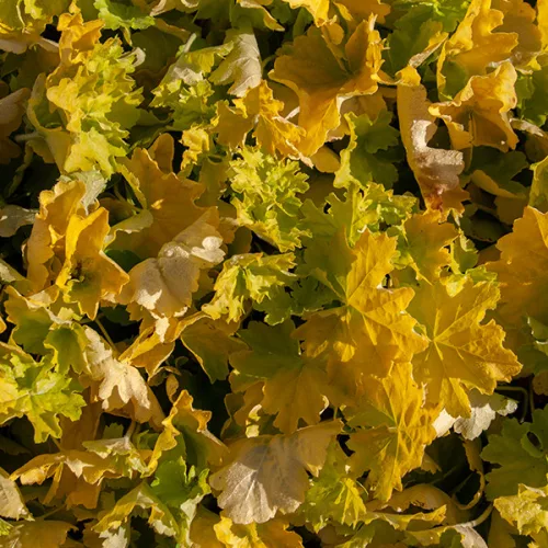 Tűzeső - Heuchera " Northern Exposure Lime "