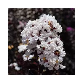   Bordó levelű Kínai selyemmírtusz - Lagerstroemia indica "Pure White"