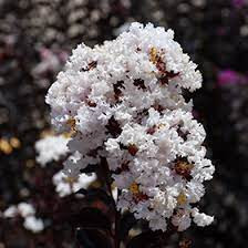 Bordó levelű Kínai selyemmírtusz - Lagerstroemia indica "Pure White"