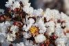 Bordó levelű Kínai selyemmírtusz - Lagerstroemia indica "Pure White"