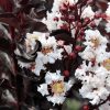 Bordó levelű Kínai selyemmírtusz - Lagerstroemia indica "Pure White"