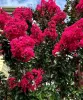 Kínai selyemmírtusz - Lagerstroemia indica "Rubra"