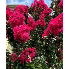   Kínai selyemmírtusz - Lagerstroemia indica "Rubra"